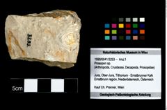 Foto (Objekt + Etikett) von Prosopon sp.  (NHMW-GEO-1990-0041-3293)